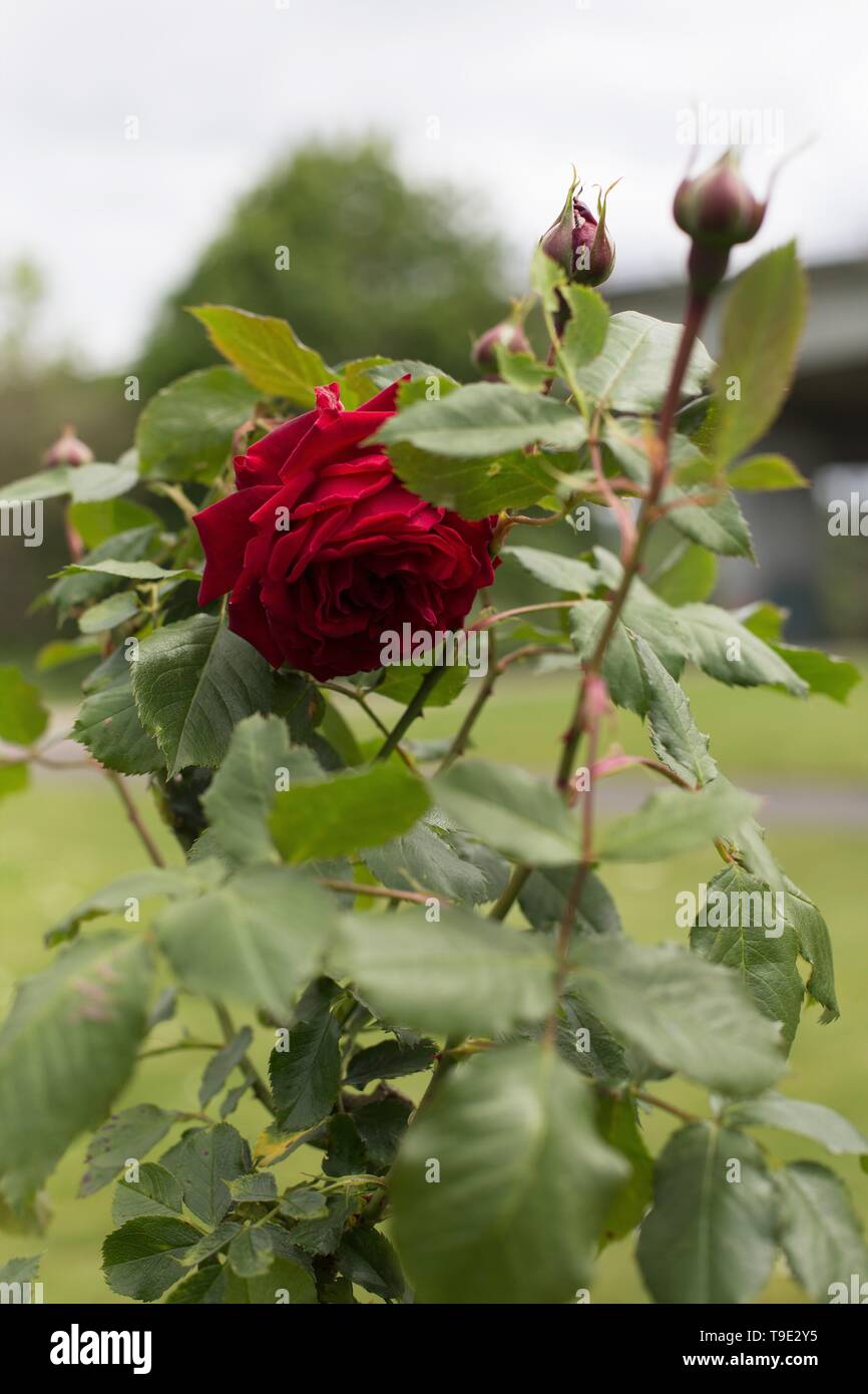 Alle Ablaze großblütige Kletterer Rose an der Owen Rose Garden in Eugene, Oregon, USA. Stockfoto