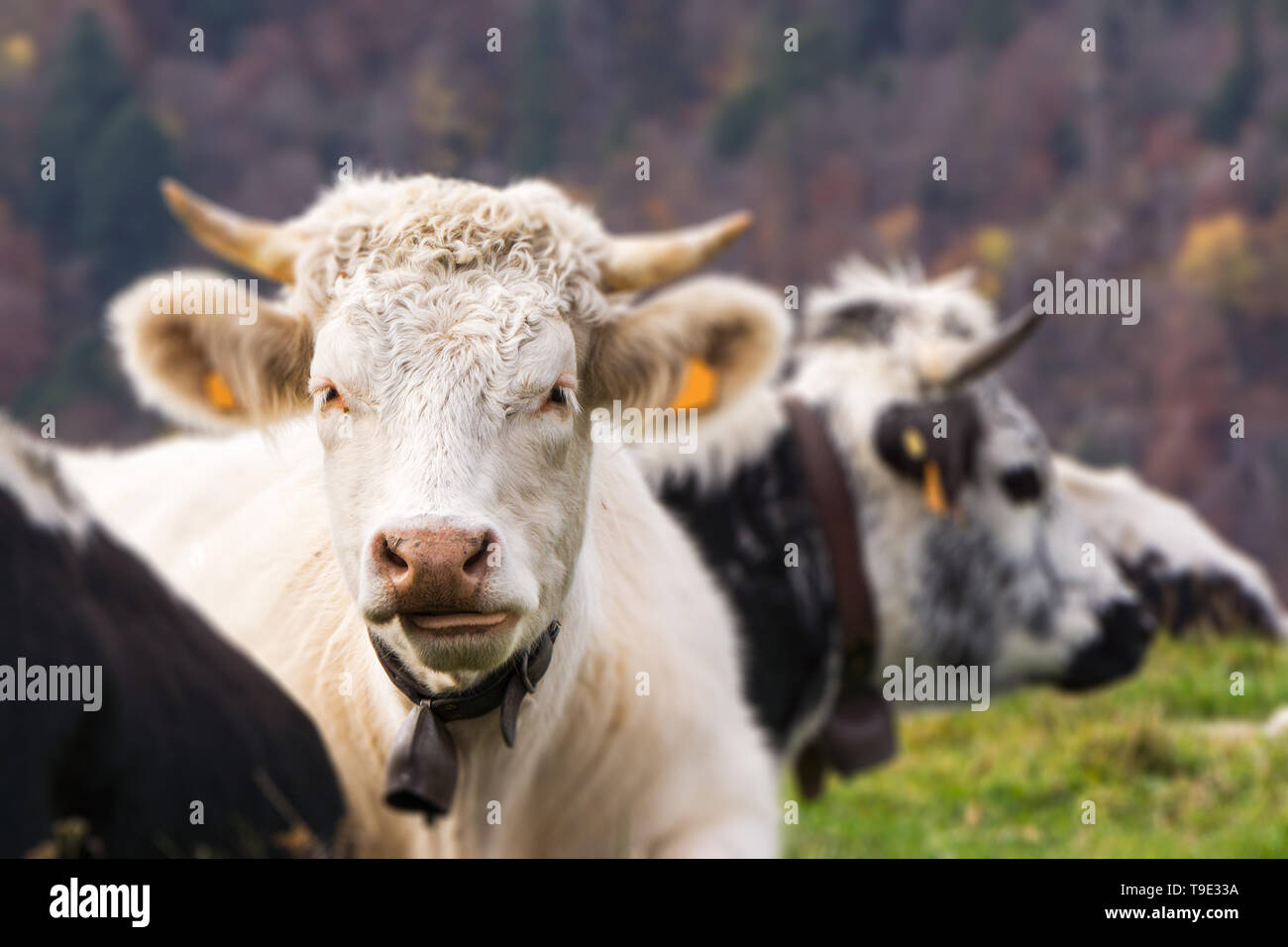 Porträt eines weißen Charolais Rind, Bos taurus, liegend in einem Feld. Kopieren Sie Raum und selektiven Fokus. Vogesen, Frankreich. Stockfoto