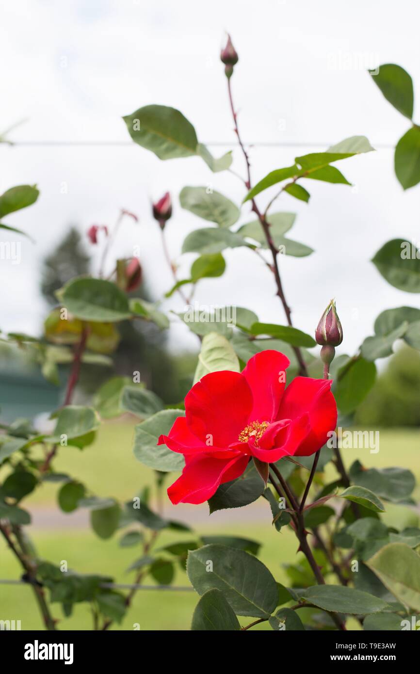 Altissimo großblütige Klettern an der Owen Rose Garden in Eugene, Oregon, USA. Stockfoto