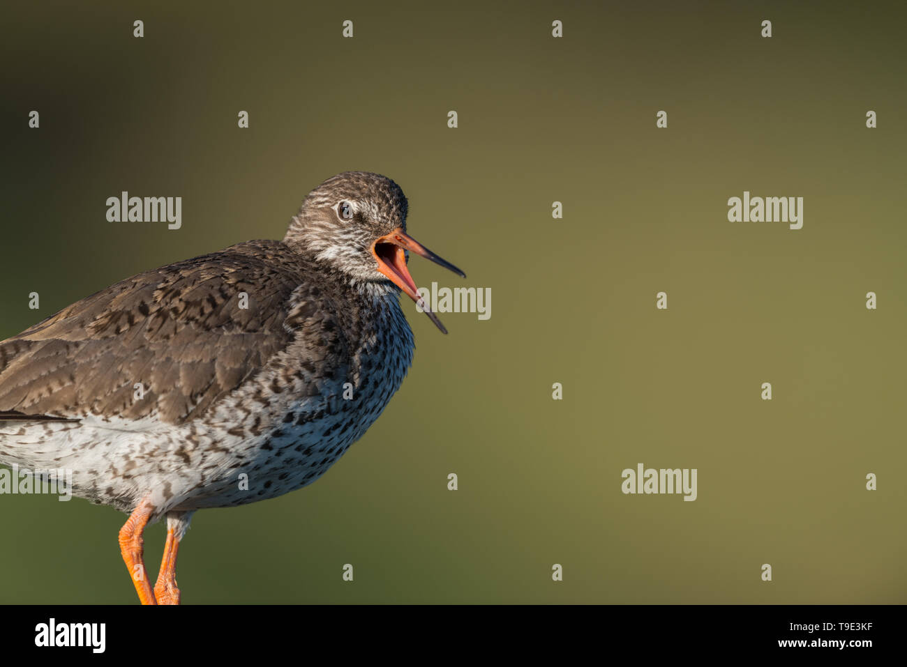 Die gemeinsame rotschenkel oder einfach Rotschenkel (Tringa totanus) ist eine Eurasische wader in der großen Familie Scolopacidae. Der Gattungsname Tringa ist der Neue Lateinische n Stockfoto