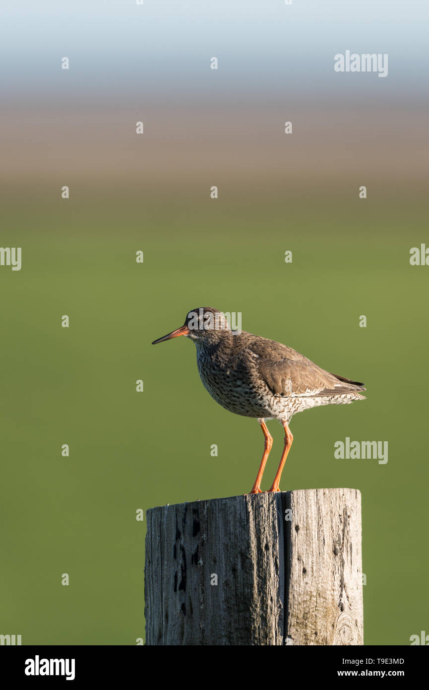 Die gemeinsame rotschenkel oder einfach Rotschenkel (Tringa totanus) auf eine typische Suche post, Rotschenkel ist eine Eurasische wader in der großen Familie Scolopacidae. Die Stockfoto