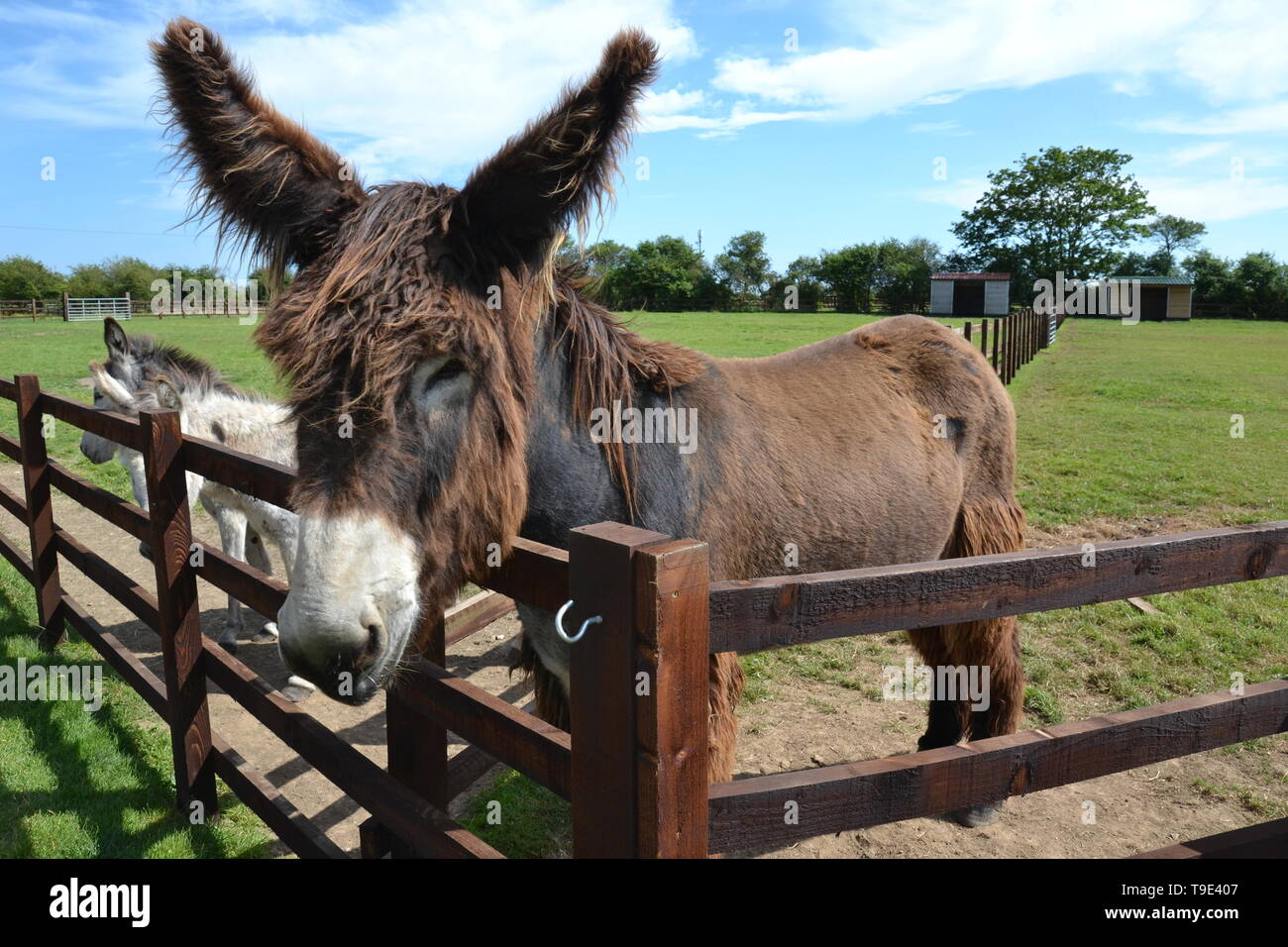 Skegness Donkey Sanctuary, Skegness, Lincolnshire, Großbritannien Stockfoto