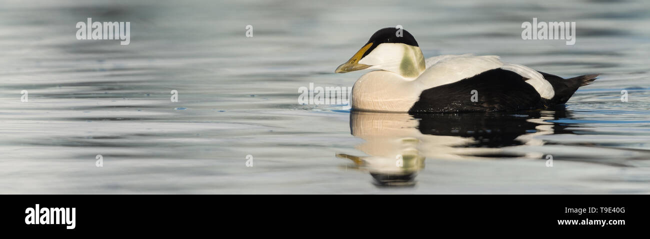 Die gemeinsame Eider (ausgesprochen/ˈaɪ. dər/) (Somateria Mollissima) ist ein großes (50 - 71 cm (20 - 28) im Körper Länge) Meer - Ente, die über den n verteilt wird Stockfoto