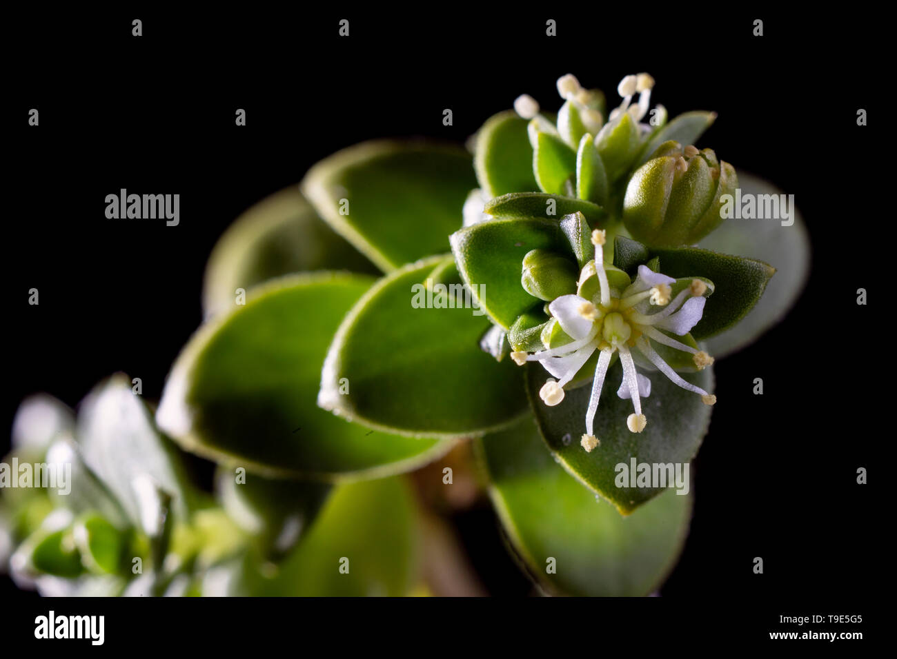 Meer, Honckenya peploides Sandwort, männliche Blüte. Stockfoto