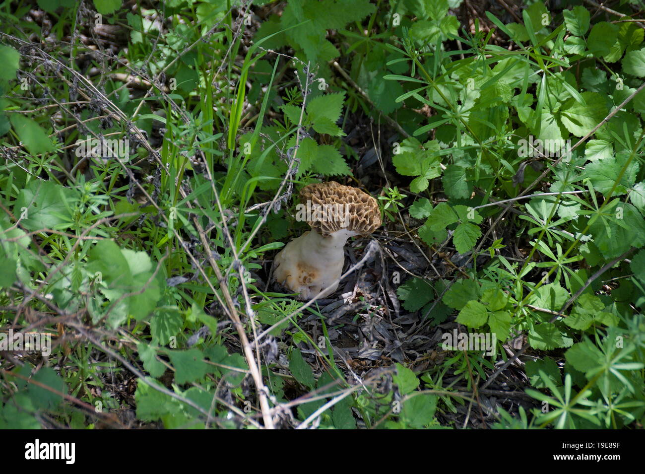 Morchella vulgaris, eine essbare Pilze Stockfoto