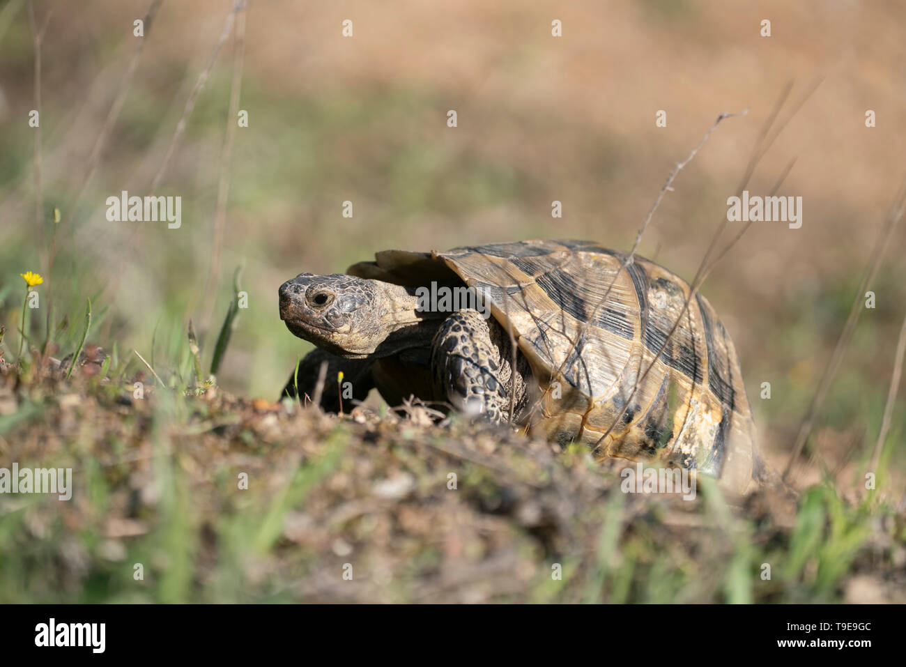 Griechische Landschildkröte, Testudo graeca, Frühling auf einem bulgarischen Hang Stockfoto