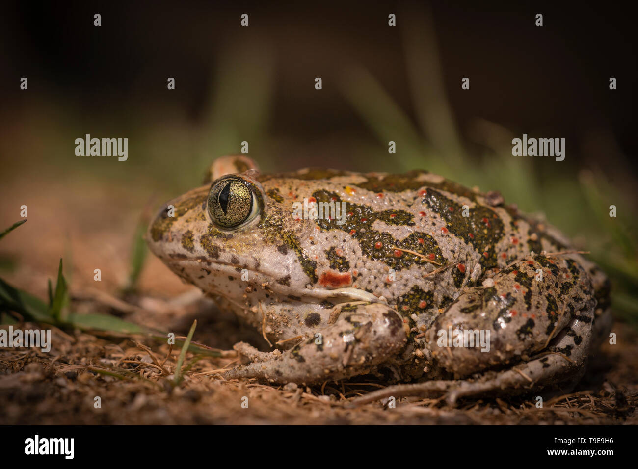 Syrische Spadefoot toad, Pelobates syriacus, auf dem Weg zur Züchtung Teich, Frühling in Bulgarien Stockfoto