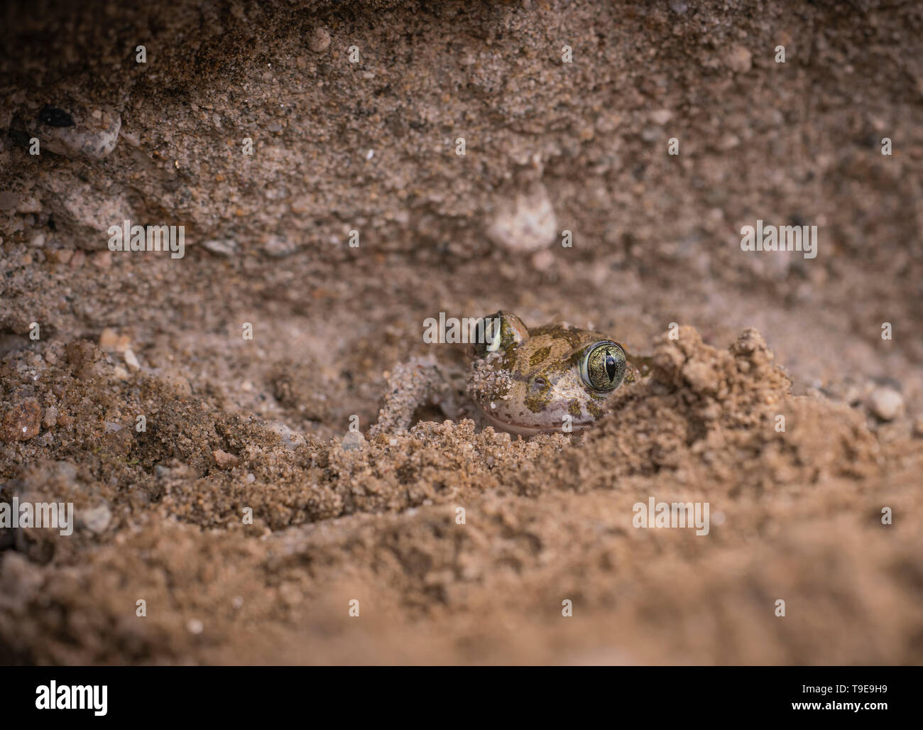 Syrische Spadefoot toad, Pelobates syriacus, beginnt sich in einer Sandbank zu begraben, Frühling in Bulgarien Stockfoto