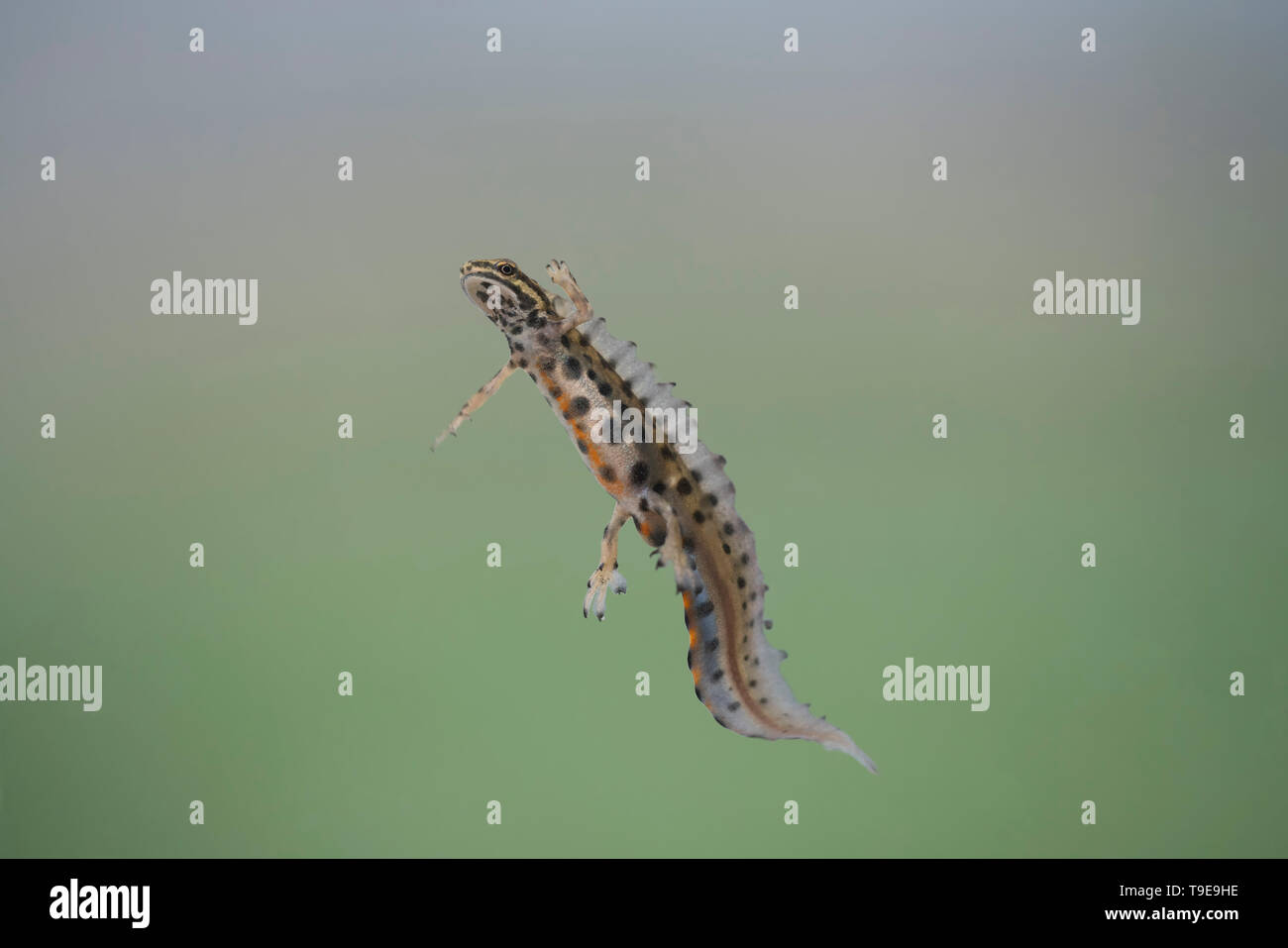 Teichmolch, Lissotriton vulgaris, springin Eine bulgarische Pool Stockfoto