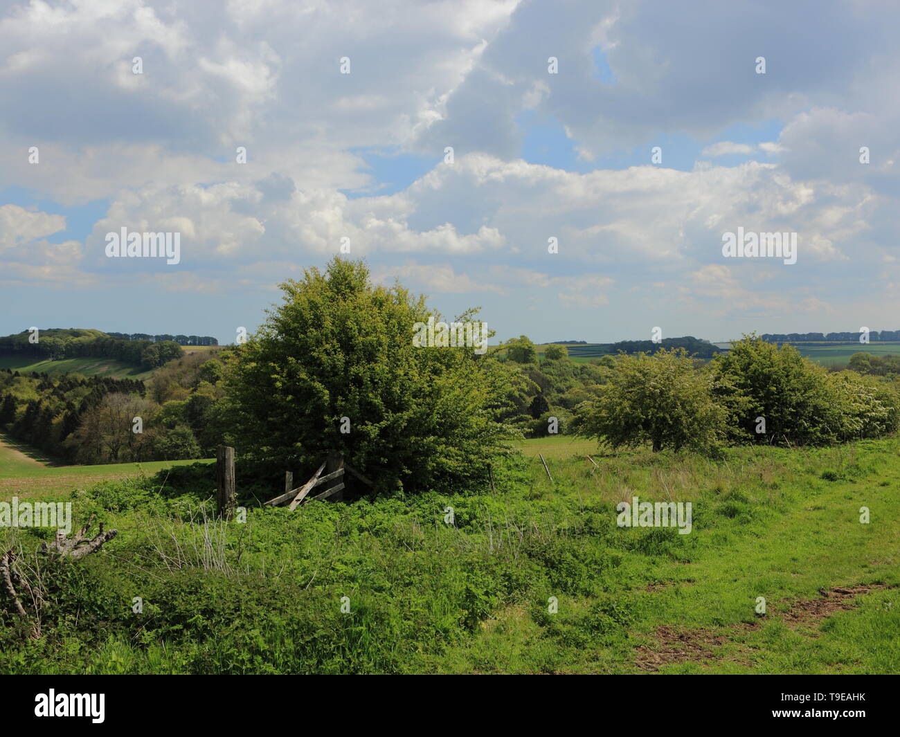 Malerische englische Ackerland mit Ackerflächen, Hecken und Wald im Frühling Stockfoto