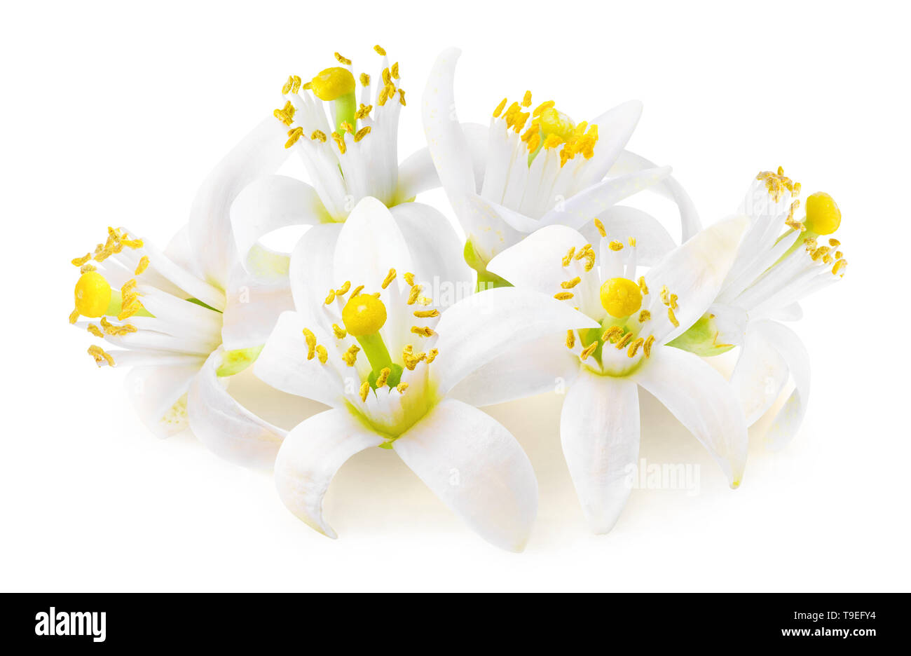 Isolierte Zitrusfrüchte Blumen. Fleur d'Oranger (orange Blüten) auf weißem Hintergrund in einem Haufen mit Freistellungspfad isoliert Stockfoto