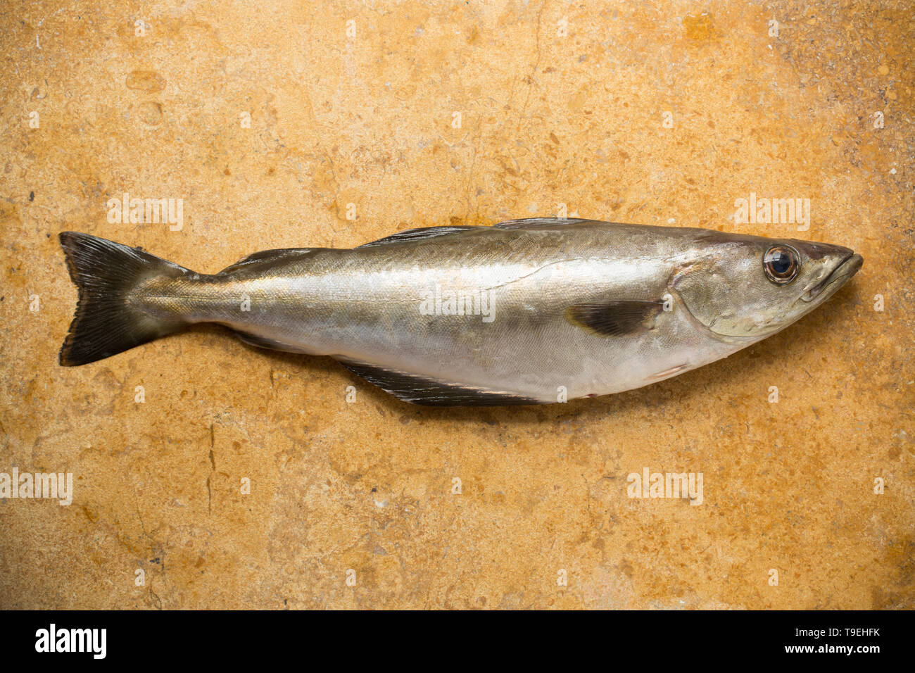 Eine rohe, ungekochte Pollack Pollachius pollachius, die auf der Stange und line Boot angeln in th im Englischen Kanal gefangen wurde. Pollack sind eine gemeinsame UK Seefisch ein Stockfoto