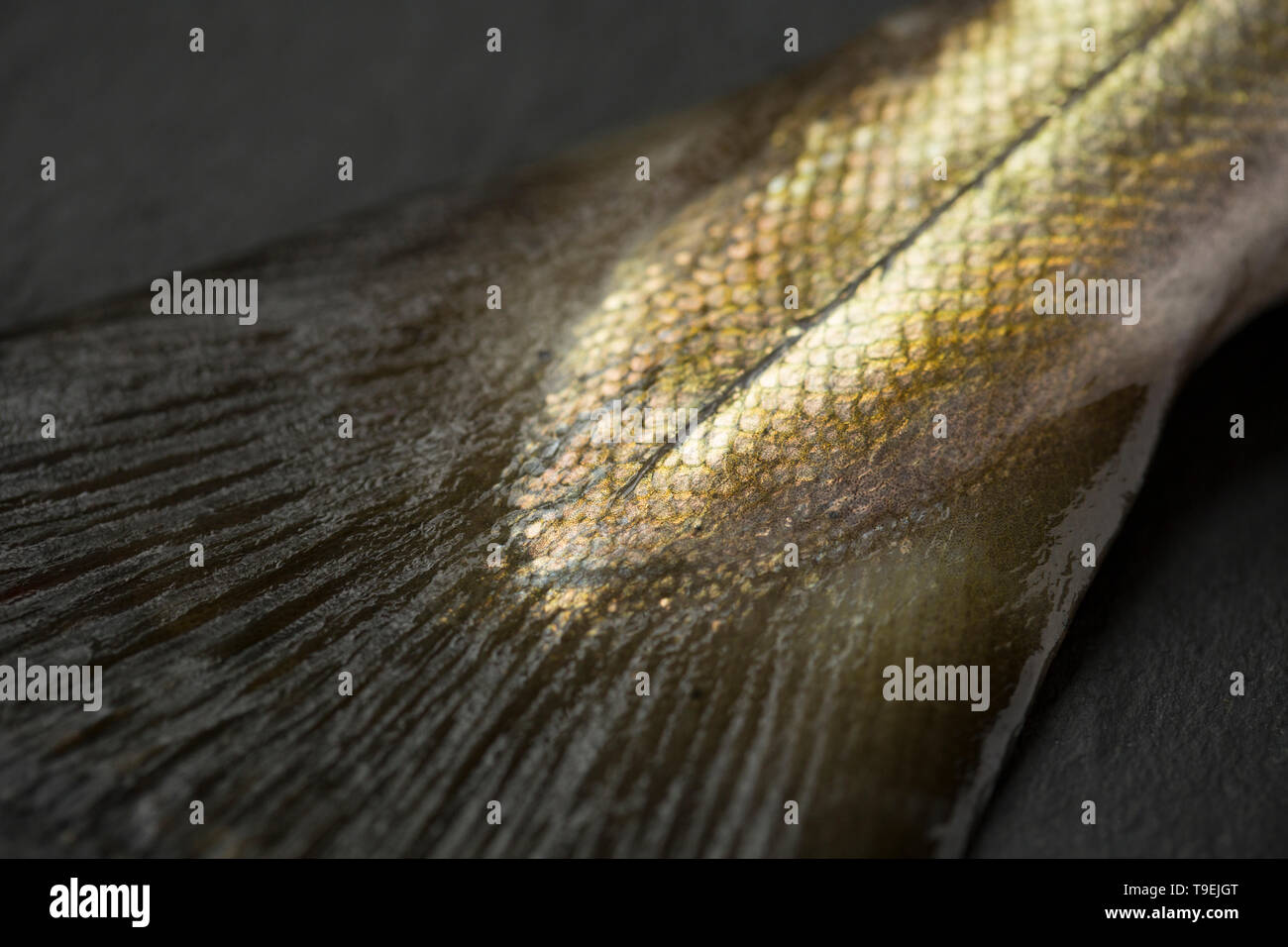 Die schwanzflosse oder Schwanzflosse und scale Pattern, der eine rohe, ungekochte Pollack Pollachius pollachius, die auf der Stange und line Boot angeln in Th e gefangen wurde Stockfoto