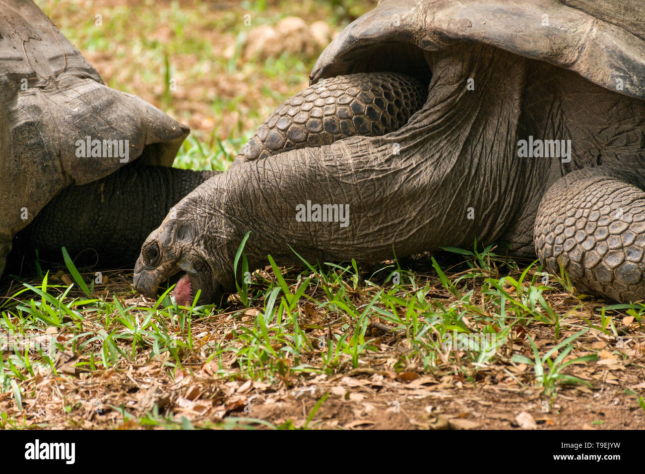 Riesenschildkröte (Aldabrachelys gigantea) essen Gras Stockfoto