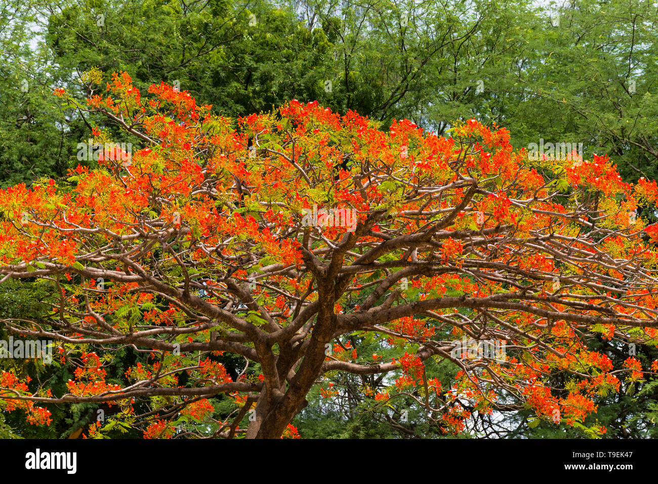 Afrikanische (Spathodea campanulata tuliptree) orange rot Blumen in voller Blüte, Kenia Stockfoto