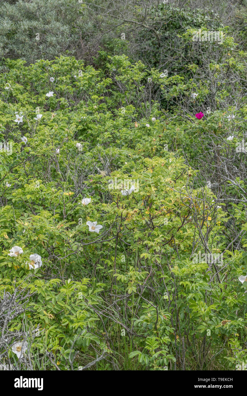 Meist weißen Blüten von wild Japanische Rose/Rosa rugosa an der Küste von Cornwall Strand. Die semi-sweet Hagebutten essbar sind. Stockfoto