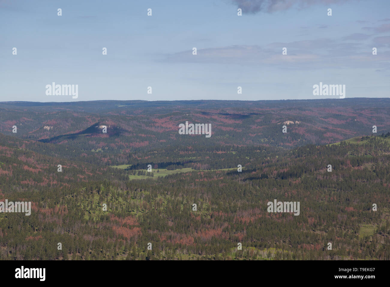 Ein Luftbild der Black Hills von South Dakota, in einem großen Bereich mit Gruppen von toten und sterbenden Bäume aufgrund einer Kiefer Käfer Befall. Stockfoto