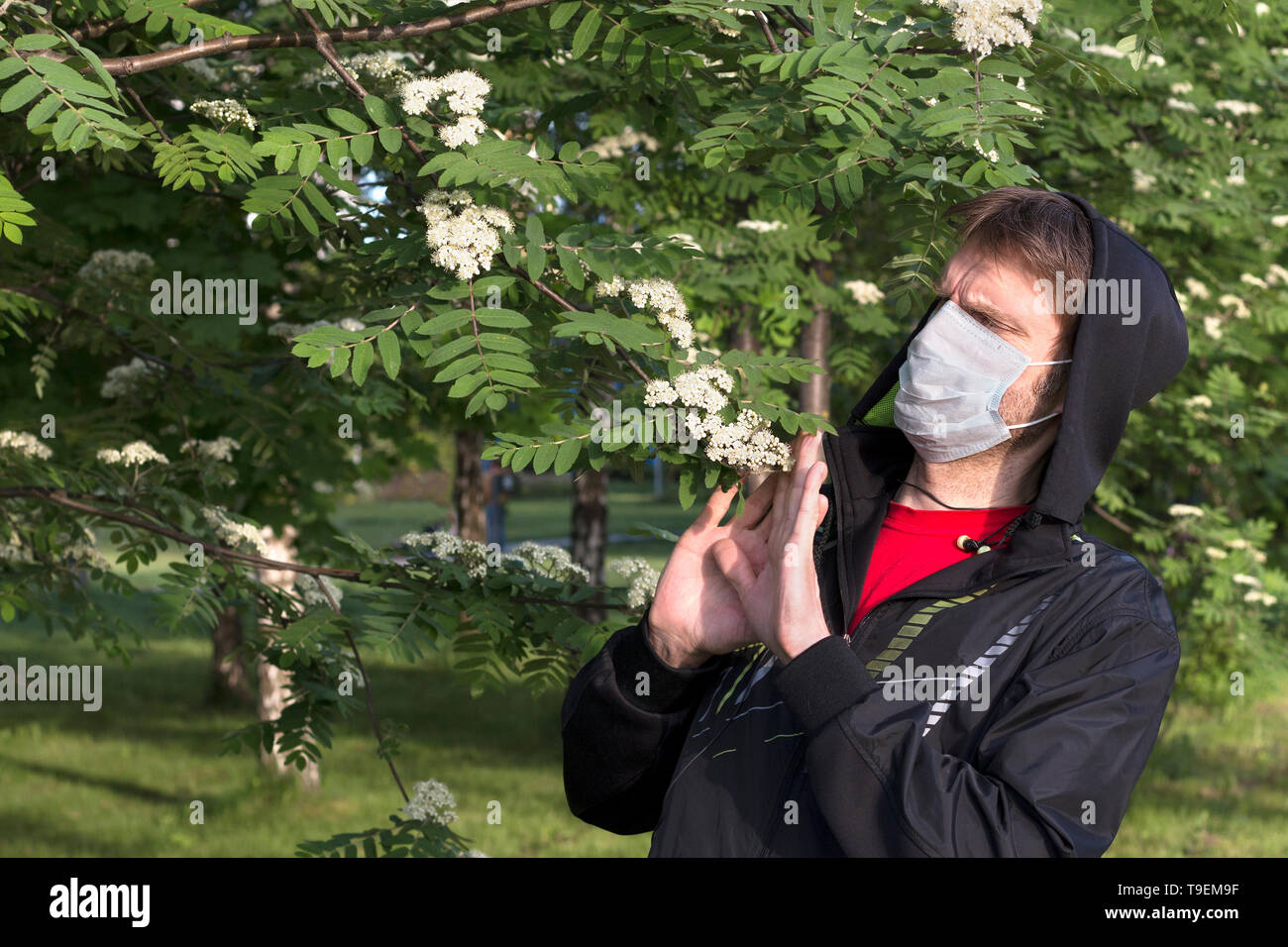 Der Mensch in der medizinischen Maske umgeht blühenden Baum, allergen. Stop Geste Stockfoto