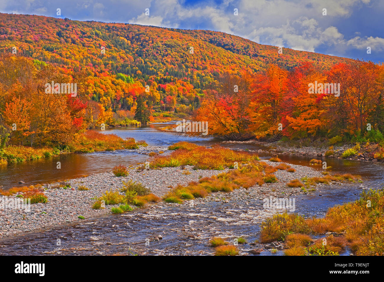 Der Fluss und die Acadian Wald im Herbst Laub North River Neuschottland Kanada Stockfoto