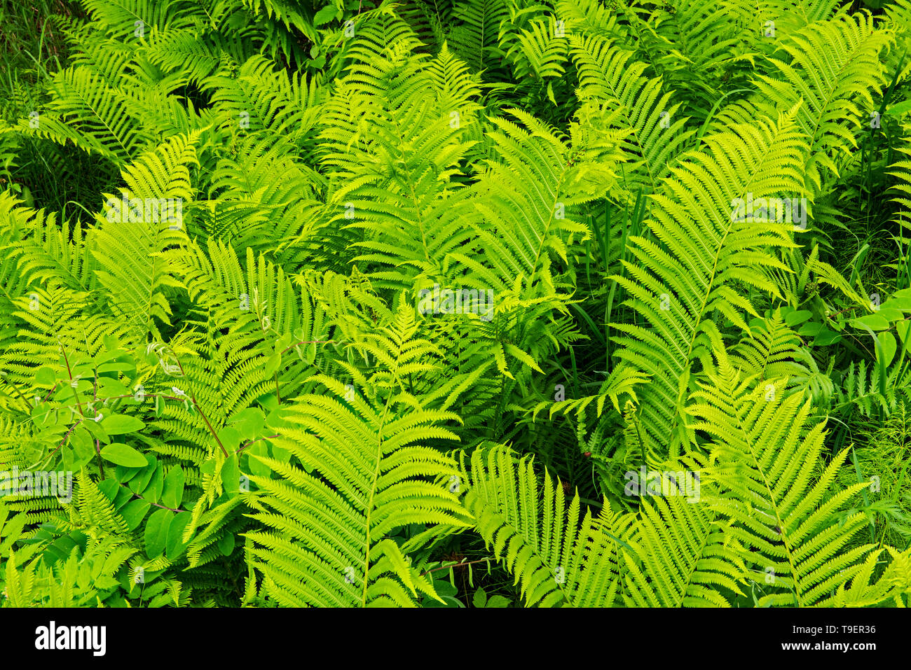 Zimt Farn (Osmundastrum cinnamomeum - ehemals Osmunda cinnamomea) wächst an Kendall Einlass Straße Kenora Ontario Kanada Stockfoto