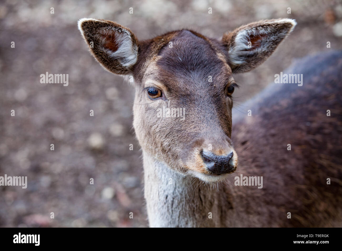 Wildes rehfleisch Fotos und Bildmaterial in hoher Auflösung Alamy