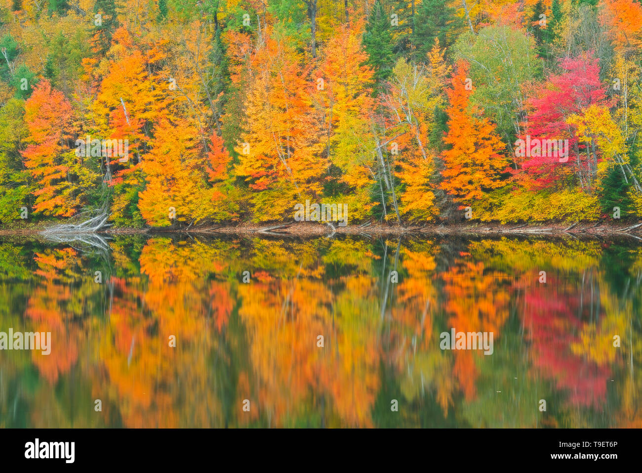 Herbstfarben im Lac Trudel, Great Lakes - St. Lawrence Wald Region wider. Saint-Mathieu-du-Parc Quebec Kanada Stockfoto