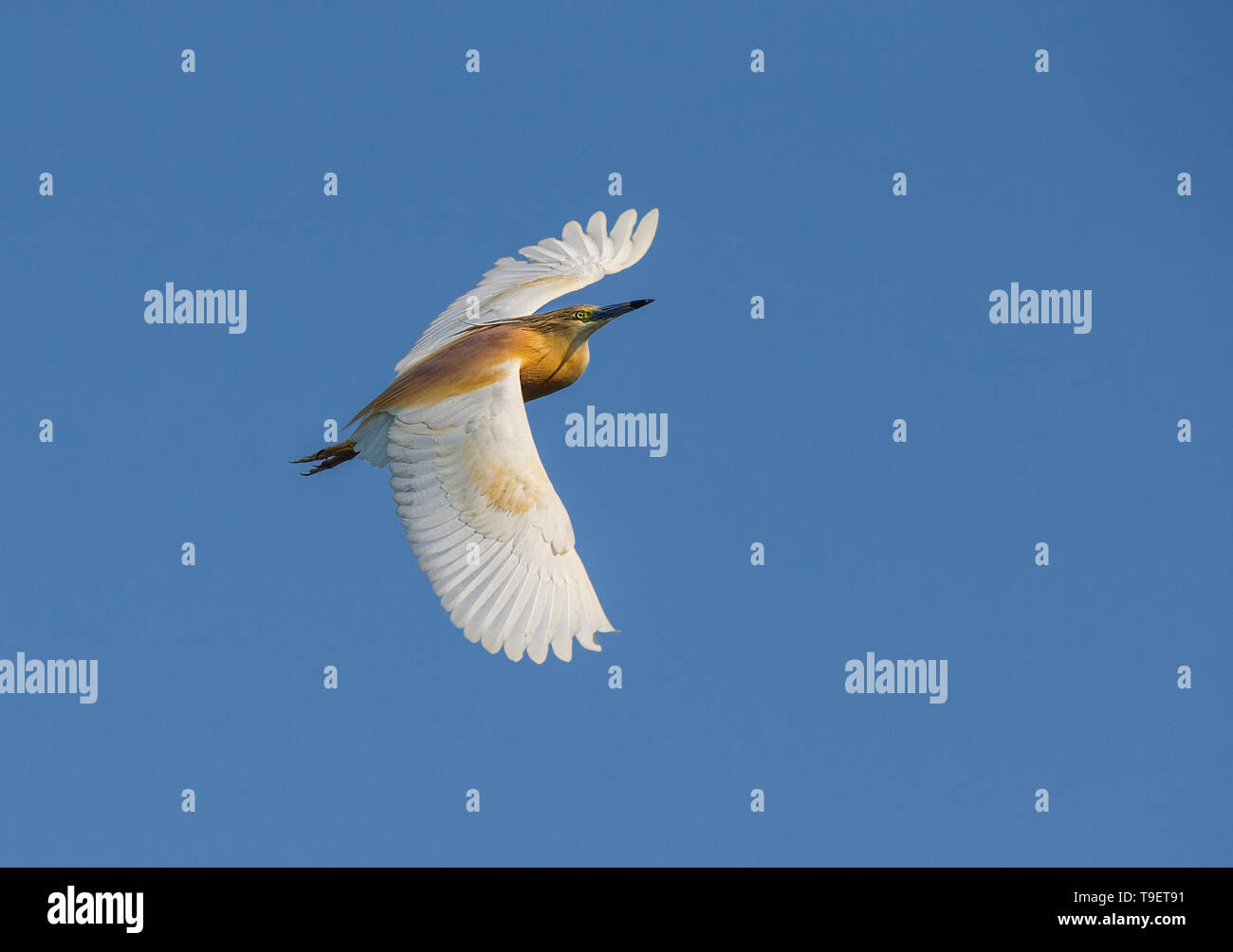 Squacco Heron im Flug Stockfoto