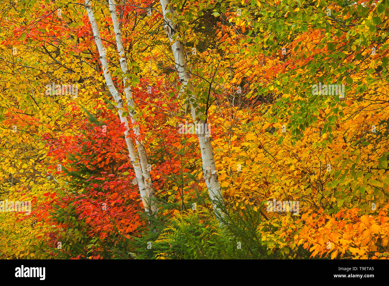 Herbstfarben am Lac Wapizagonke, Great Lakes - St. Lawrence Wald Region. La Mauricie Nationalpark Quebec Kanada Stockfoto