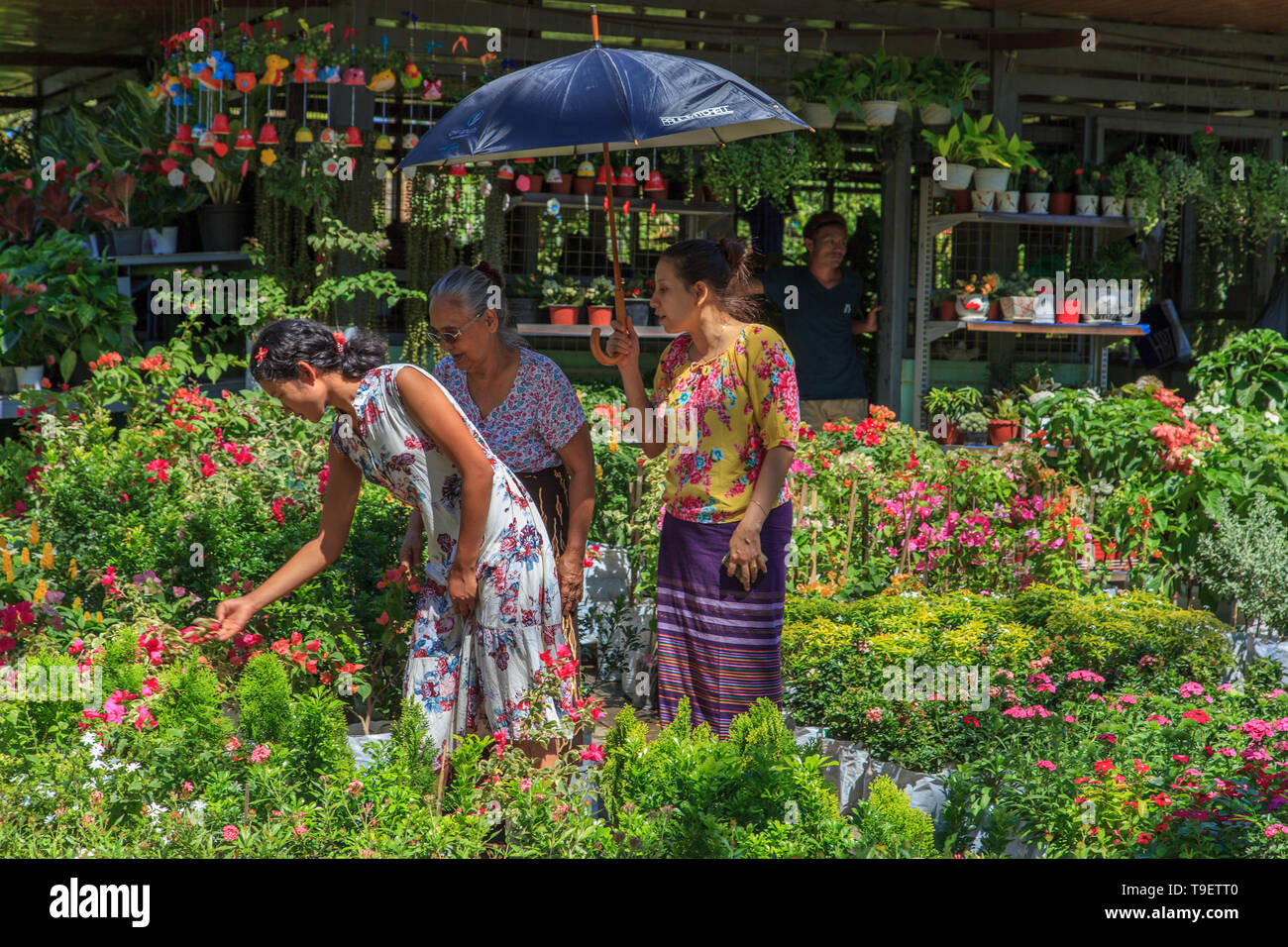 Gärtnerei in Yangon Stockfoto