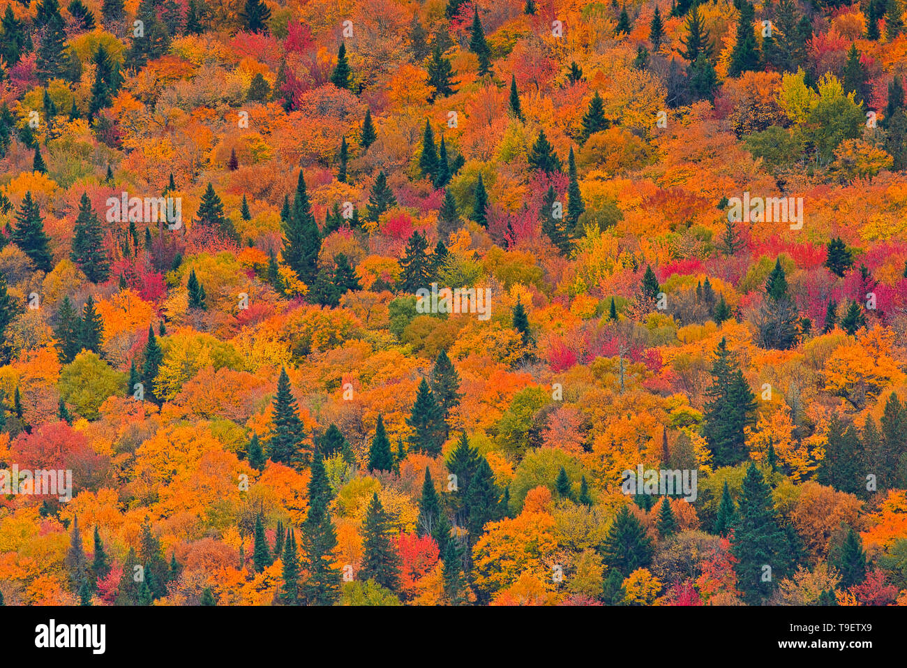 Herbstfarben in der Laurentian Mountains. Region der Grossen Seen - St. Lawrence Wald Region. La Mauricie Nationalpark Quebec Kanada Stockfoto