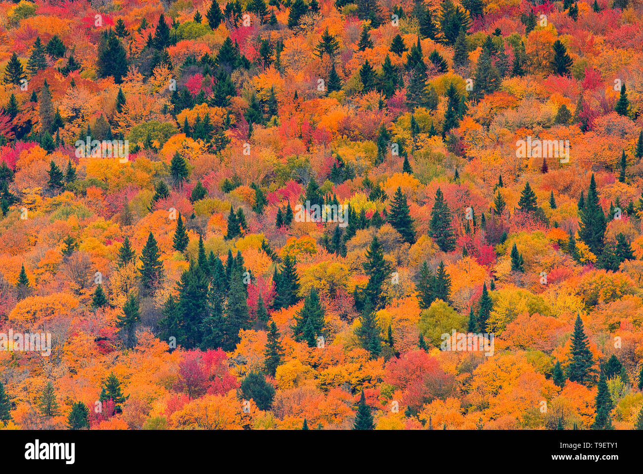 Herbstfarben in der Laurentian Mountains. Region der Grossen Seen - St. Lawrence Wald Region. La Mauricie Nationalpark Quebec Kanada Stockfoto