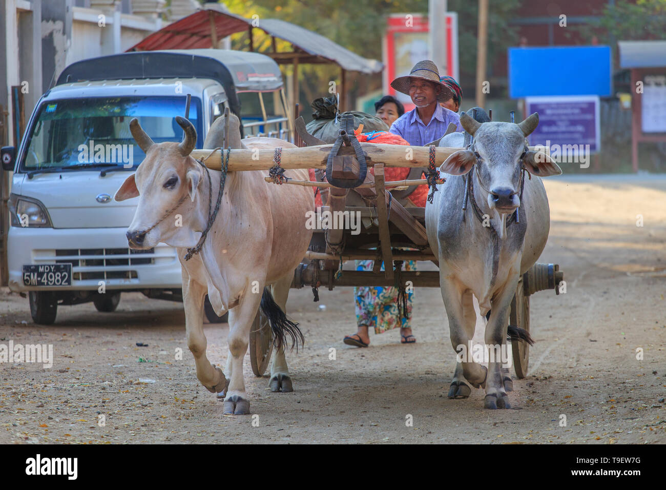 Eine burmesische Bauern geht an den Markt mit seinen Ochsen gezogenen Wagen Stockfoto