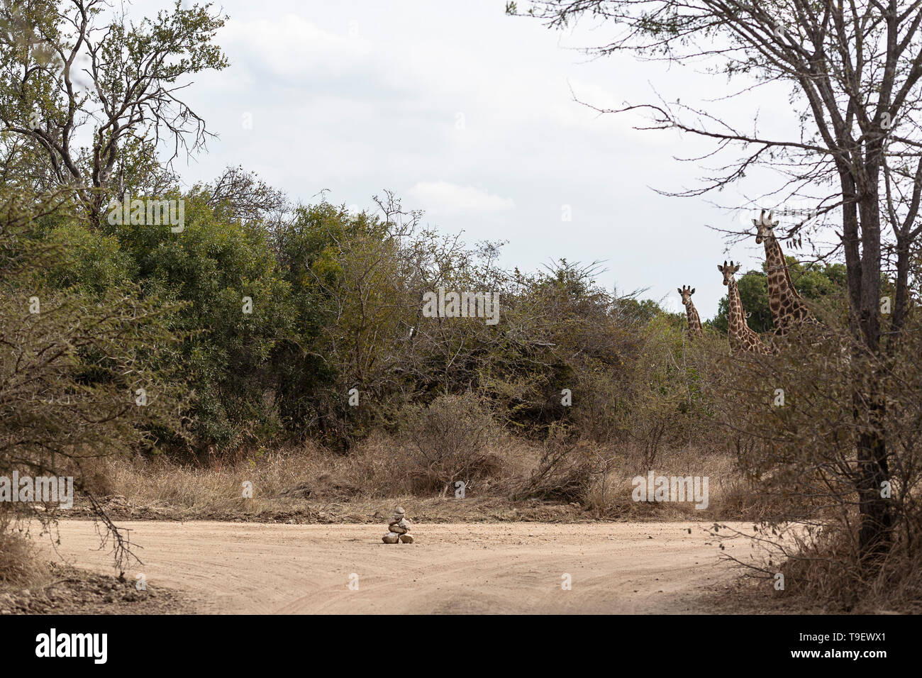 Lustige Bild von Giraffen im Busch auf Safari in Afrika Stockfoto