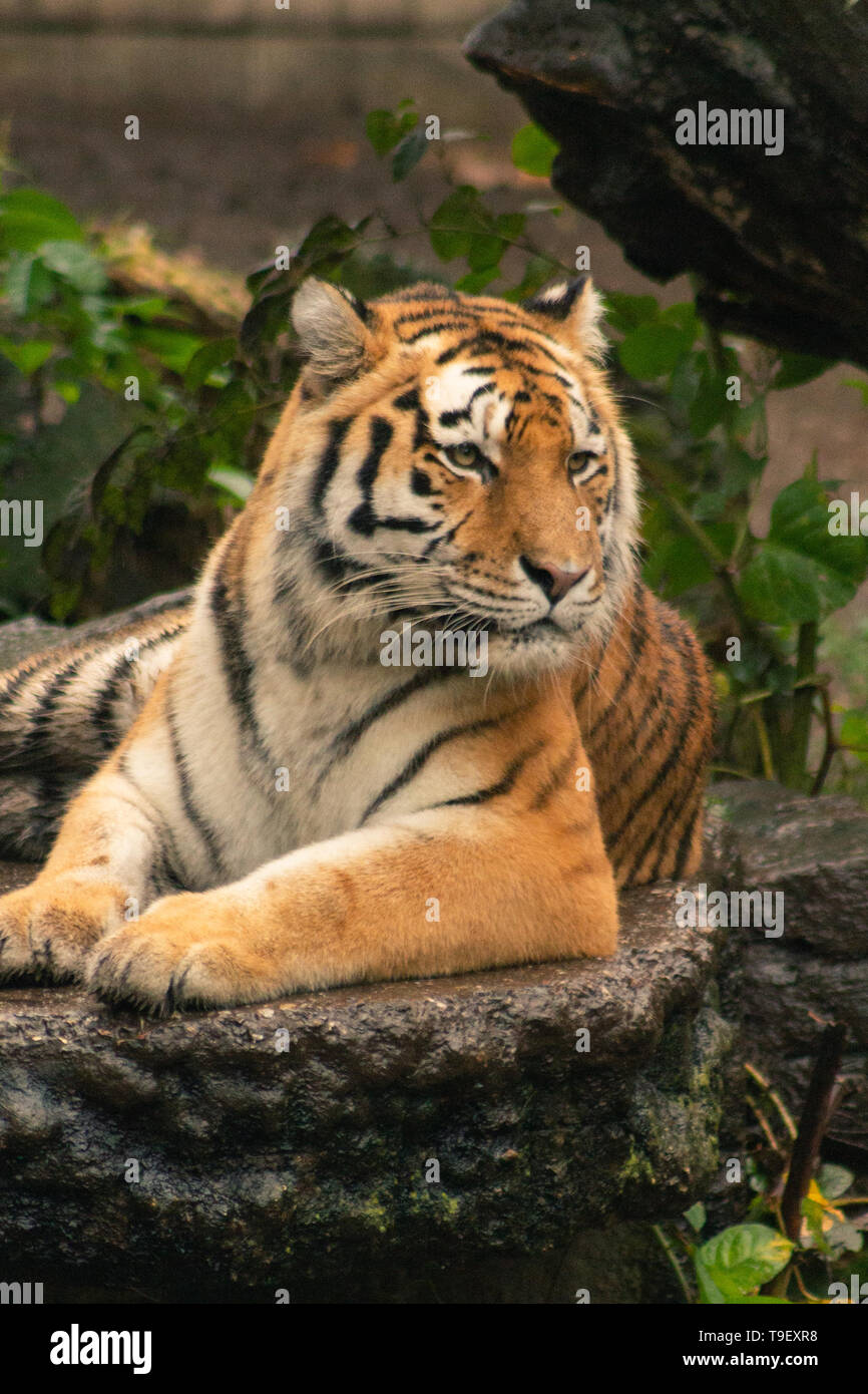 Ein einziger Tiger legte sich im Kopenhagener Zoo in Dänemark nieder Stockfoto