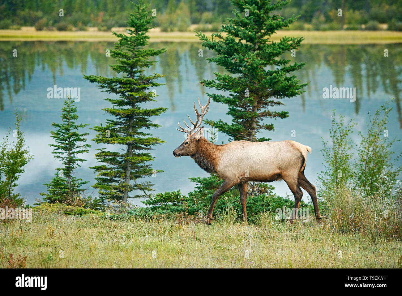 Bull Elk oder wapiti, Cervus canadensis von der Athabasca River Jasper National Park, Alberta, Kanada Stockfoto
