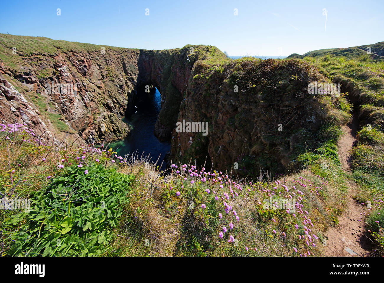 Bullers von Buchan, Seeklippen, arch und Geo, mit nistenden Vögel. Stockfoto