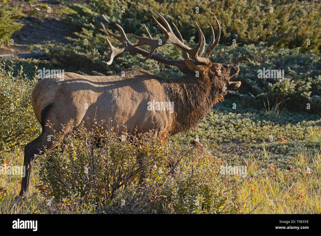 Bull Elk oder wapiti (Cervus canadensis) Jasper National Park, Alberta, Kanada Stockfoto