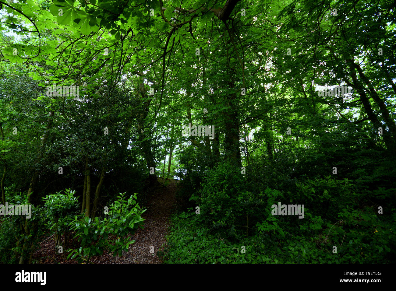 Wald Ruinen Stockfoto