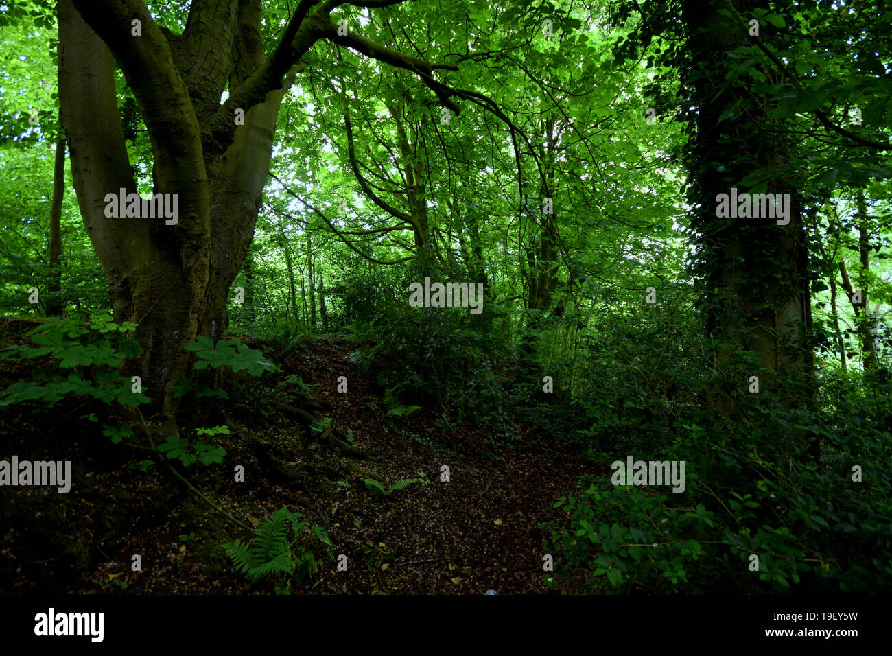 Wald Ruinen Stockfoto