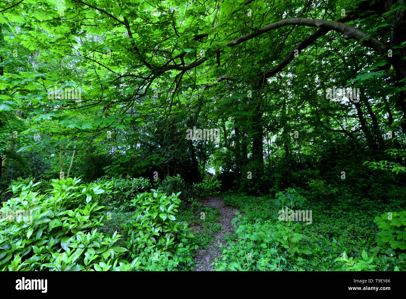 Wald Ruinen Stockfoto