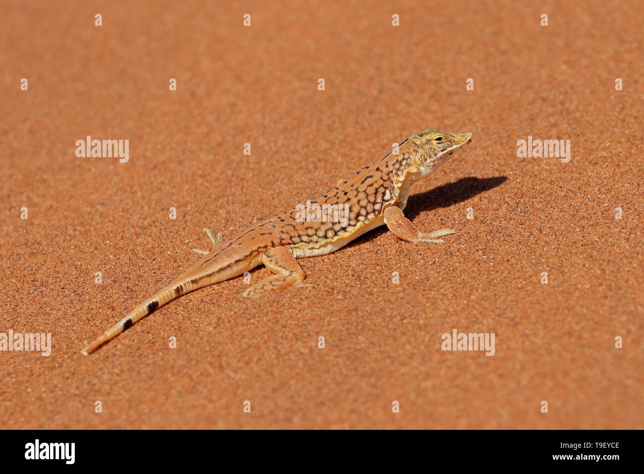 Eine Schaufel-snouted Lizard (Meroles anchietae) auf einer Düne, Wüste Namib, Namibia Stockfoto