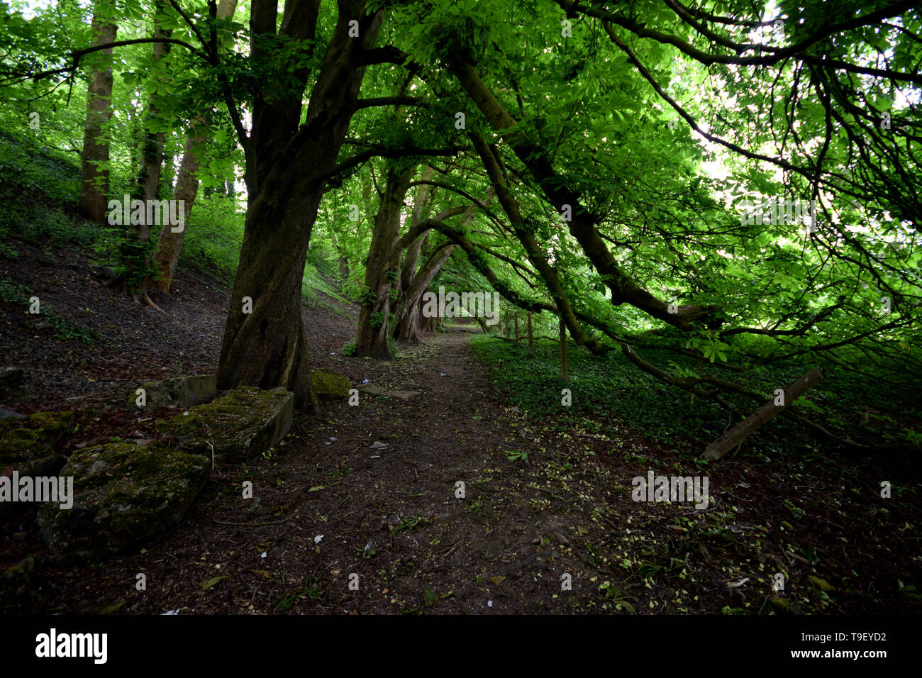 Wald Ruinen Stockfoto