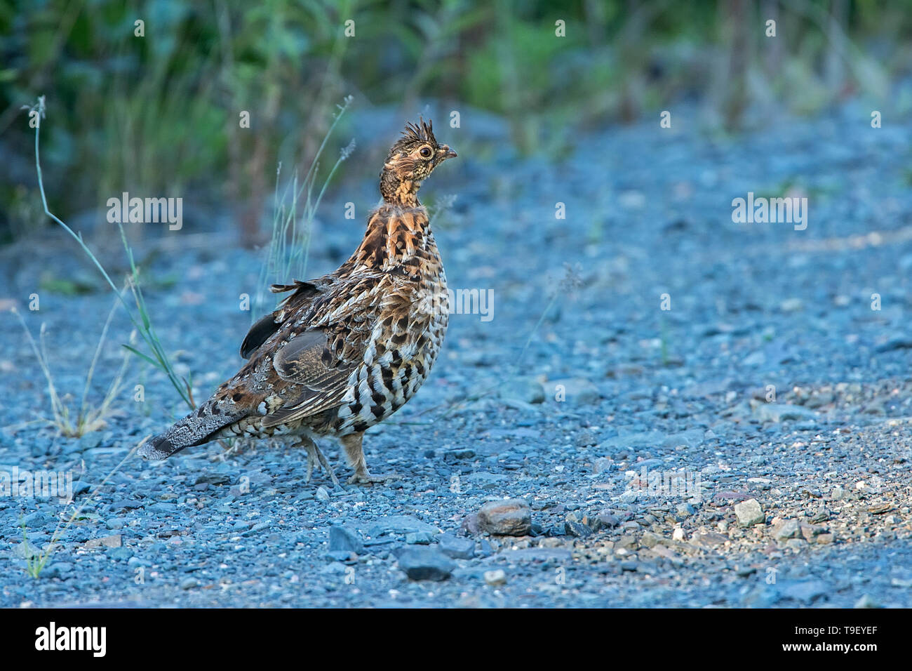 Vari Grouse (Bonasa umbellus) auf Schotterpiste. Dies ist ein Provincial Park und keine echte kanadische National Park. Quebec Parc National de la Gaspésie Kanada Stockfoto