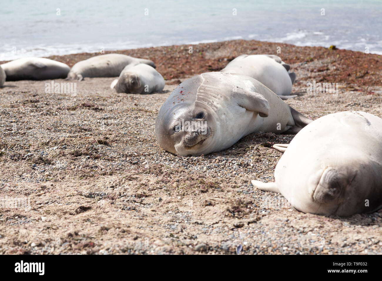 Seeelefanten am Strand, Patagonien, Argentinien. Isla Escondida Strand, Provinz Chubut Stockfoto