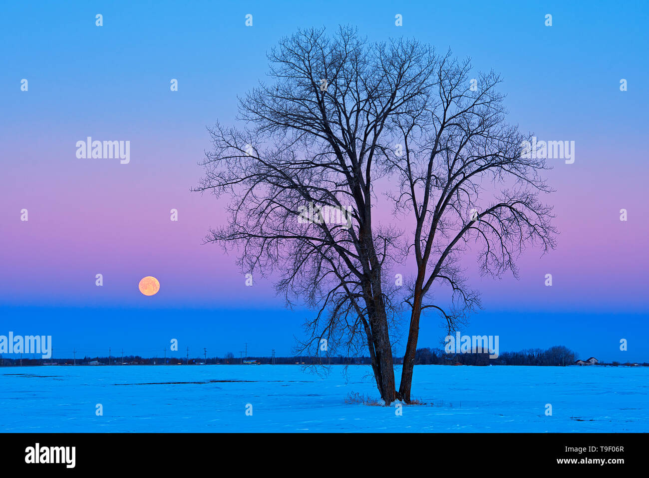 Full Moon (Super Mond) und Ebenen der Pappel (Populus canescens) im Morgengrauen. März 20, 2019. Frühlingstagundnachtgleiche, März tagundnachtgleiche oder Tagundnachtgleiche. Erster Tag des Frühlings. Der letzte Vollmond des Winter ist die "Worm Moon' genannt. Dugald Manitoba Kanada Stockfoto