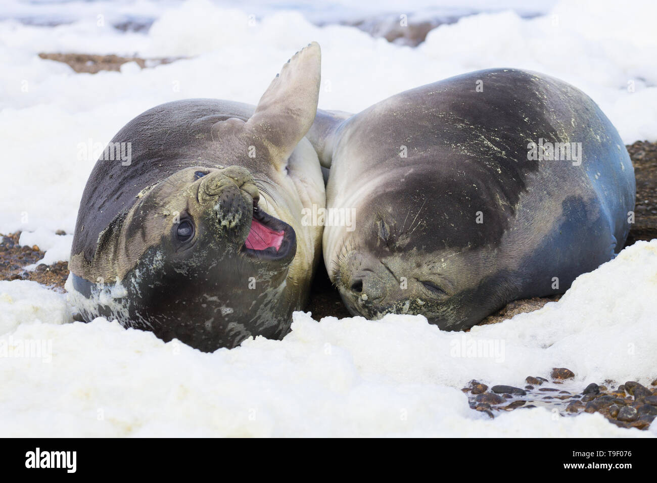 Seeelefanten am Strand ganz nah, Patagonien, Argentinien. Isla Escondida Beach. Argentinische wildlife Stockfoto