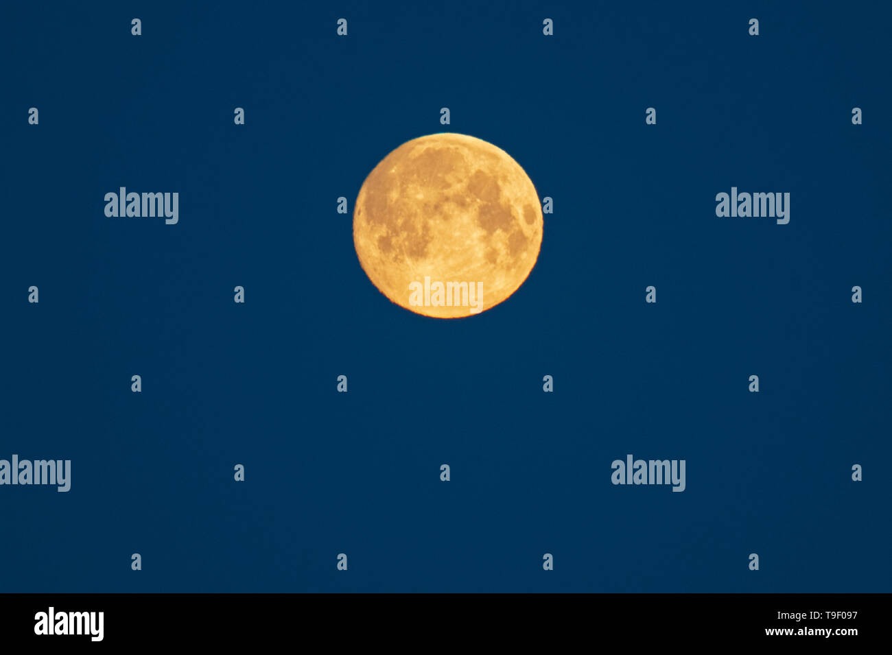 Full Moon (Super Mond) in der Morgendämmerung. März 20, 2019. Frühlingstagundnachtgleiche, März tagundnachtgleiche oder Tagundnachtgleiche. Erster Tag des Frühlings. Der letzte Vollmond des Winter ist die "Worm Moon' genannt. Dugald Manitoba Kanada Stockfoto