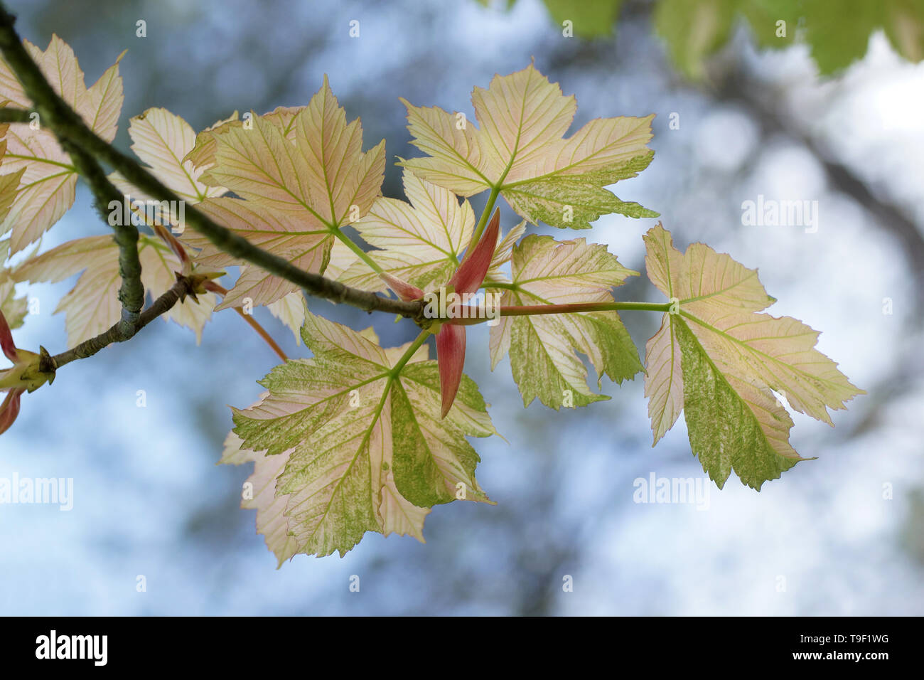 Acer pseudoplatanus imon-Louis Frere' Clyne Gärten, Swansea, Wales, UK. Stockfoto