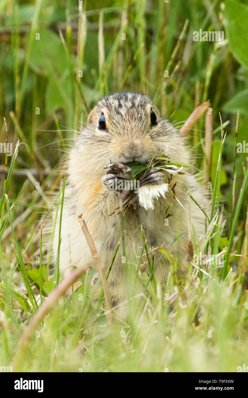 13 gesäumten Erdhörnchen, Ictidomys tridecemlineatus, Fütterung auf Löwenzahn in Lundbreck Falls Provincial Park, Alberta, Kanada. Stockfoto