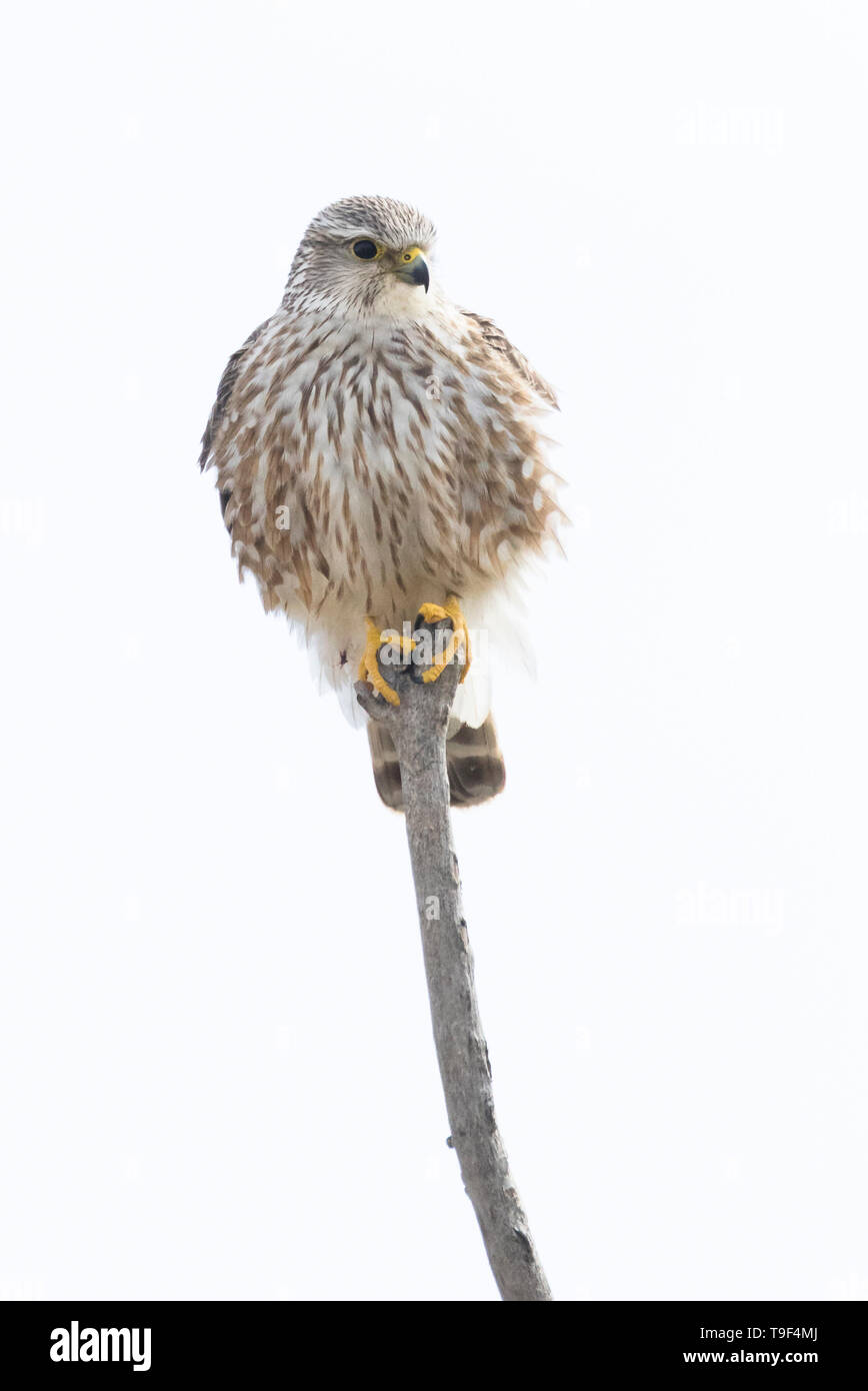 Merlin, Falco columbarius, auf einer Stange im südlichen Alberta, Kanada. Stockfoto